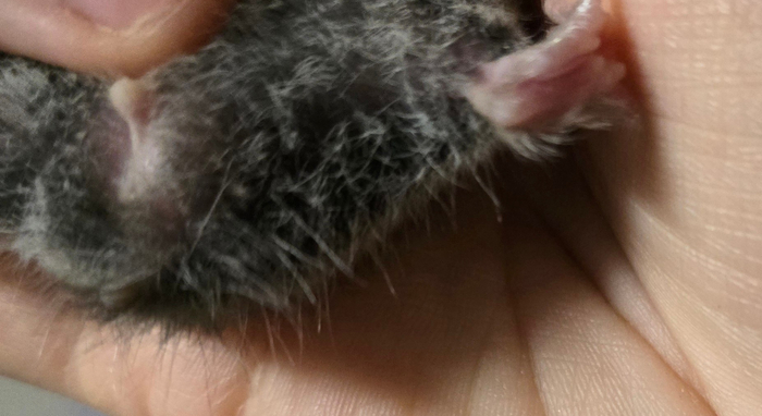 Писка мальчика