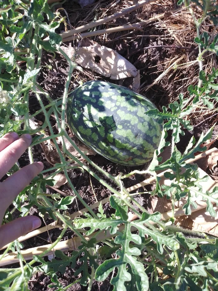 An unexpected find) - My, Сельское хозяйство, Farm, Watermelon, The photo