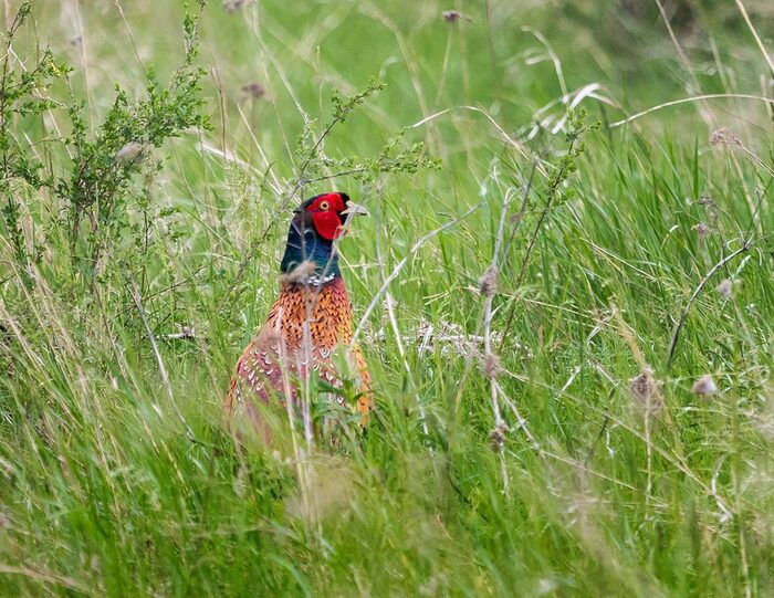 A very common bird in our area - My, Pheasant, Rostov region, Bird watching, Photo hunting, Ornithology League, Ornithology, Steppe