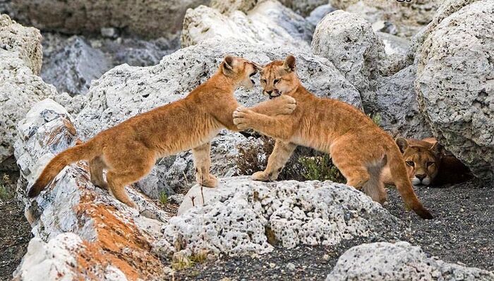 While mom is resting - Young, Puma, Small cats, Cat family, Predatory animals, Wild animals, wildlife, South America, The photo