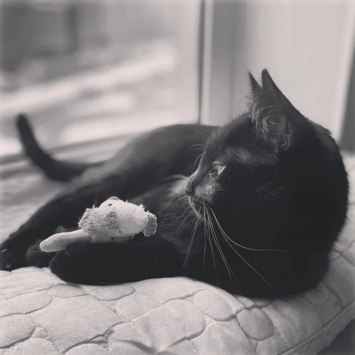 Favorite toy - The photo, cat, Animals, Pets, Toys