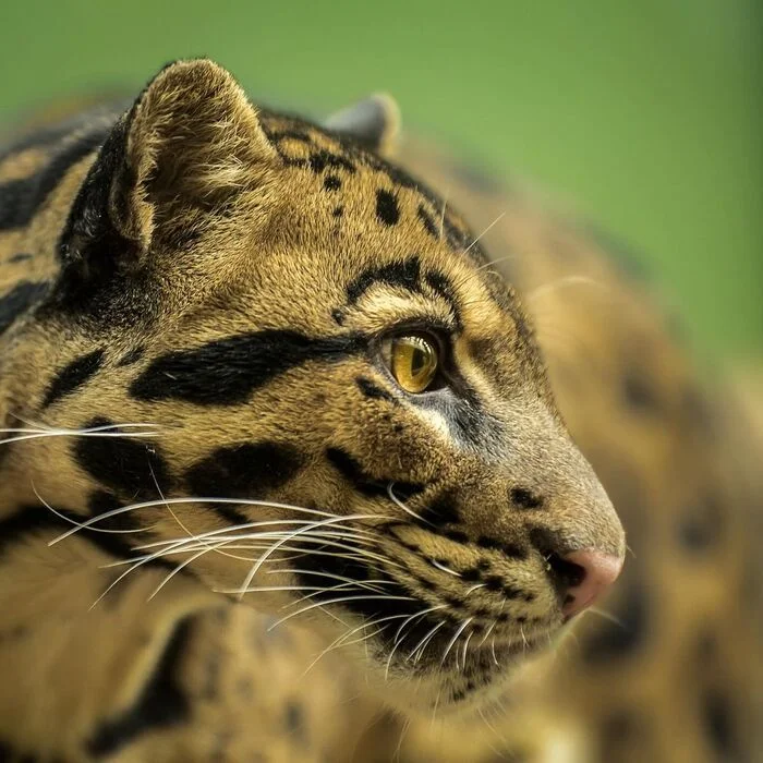 Clouded Leopard - Clouded leopard, Big cats, Cat family, Predatory animals, Wild animals, Zoo, Alexey Osokin, The photo