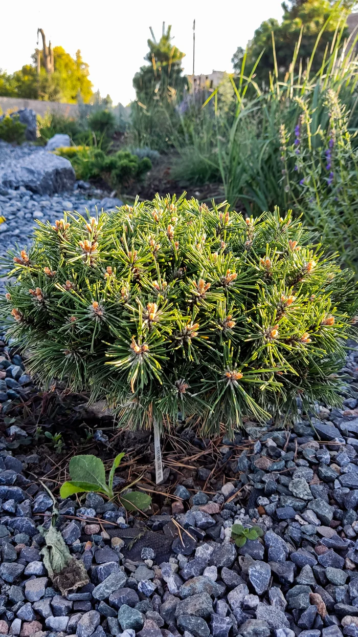 Photo project Let's take a closer look post #90. Mountain pine - My, Bloom, Macro photography, Nature, The photo, Plants, Garden, Pine, Gardening, Beautiful view, Longpost