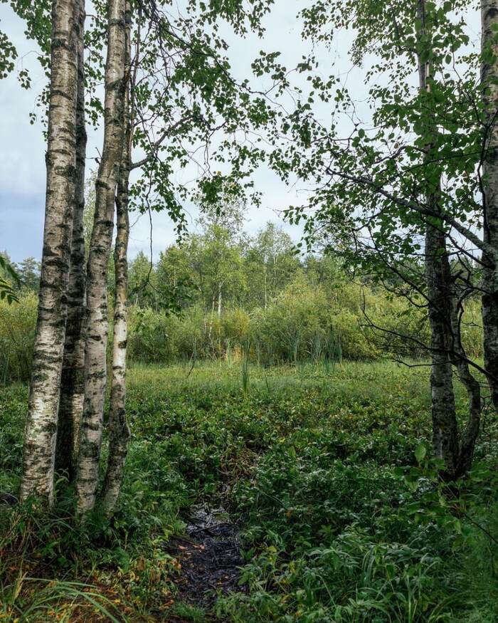 Ecotrail Sestroretskoe swamp - Saint Petersburg, Leningrad region, Nature, Ecology, Longpost