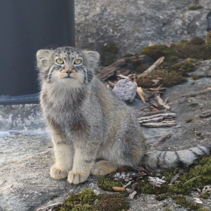 Katti-Matti - Wild animals, Predatory animals, Cat family, Pallas' cat, Zoo, Small cats, The photo, Young