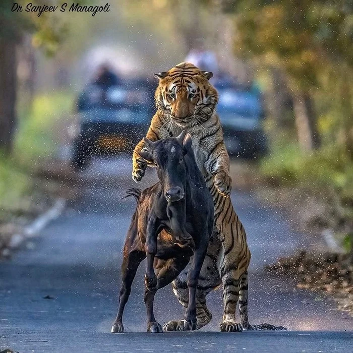 Let me hug you - Bengal tiger, Tiger, Big cats, Cat family, Predatory animals, Artiodactyls, Wild animals, wildlife, National park, India, The photo, Hunting, Mining