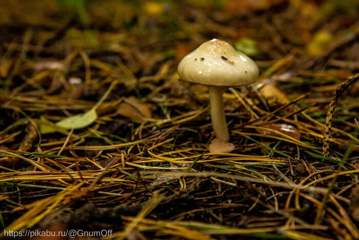 Mushroom #2 - My, The photo, Nature, Mushrooms