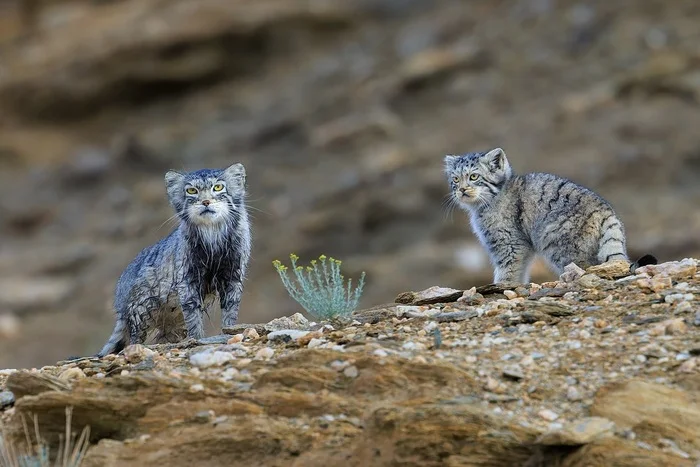 Mom, why are you wet? - Young, Pallas' cat, Small cats, Cat family, Predatory animals, Wild animals, wildlife, Ladakh, India, The photo