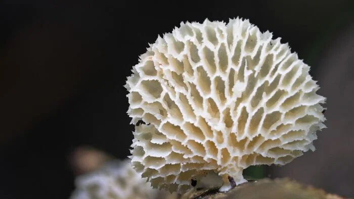 Polyporus pitted - Mushrooms, Mycology, wildlife, National park, India, The photo