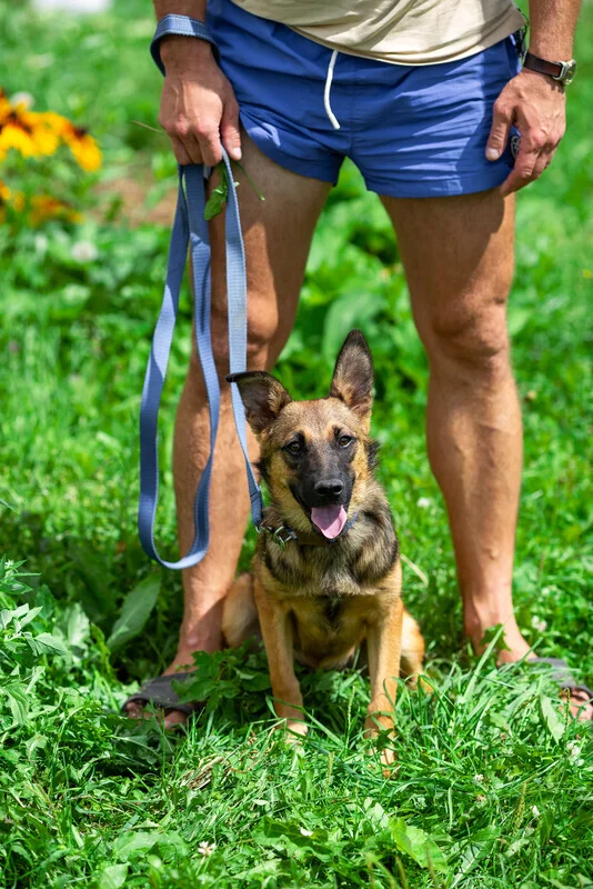 Short-legged puppy Barsyuk in good hands - In good hands, Shelter, Overexposure, Homeless animals, Puppies, Dog, Volunteering, Moscow, Elektrostal, The rescue, No rating, Longpost