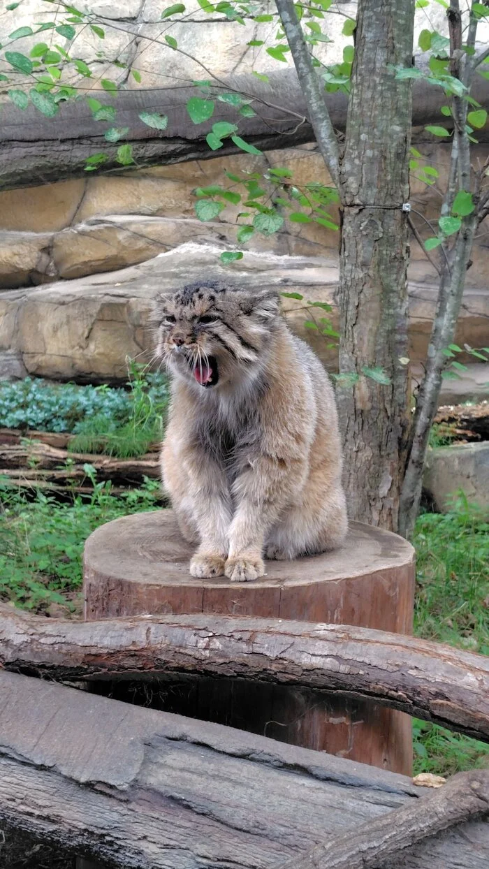 Have a cheerful Friday morning! - Wild animals, Zoo, Predatory animals, Cat family, Pallas' cat, Small cats, Yawn