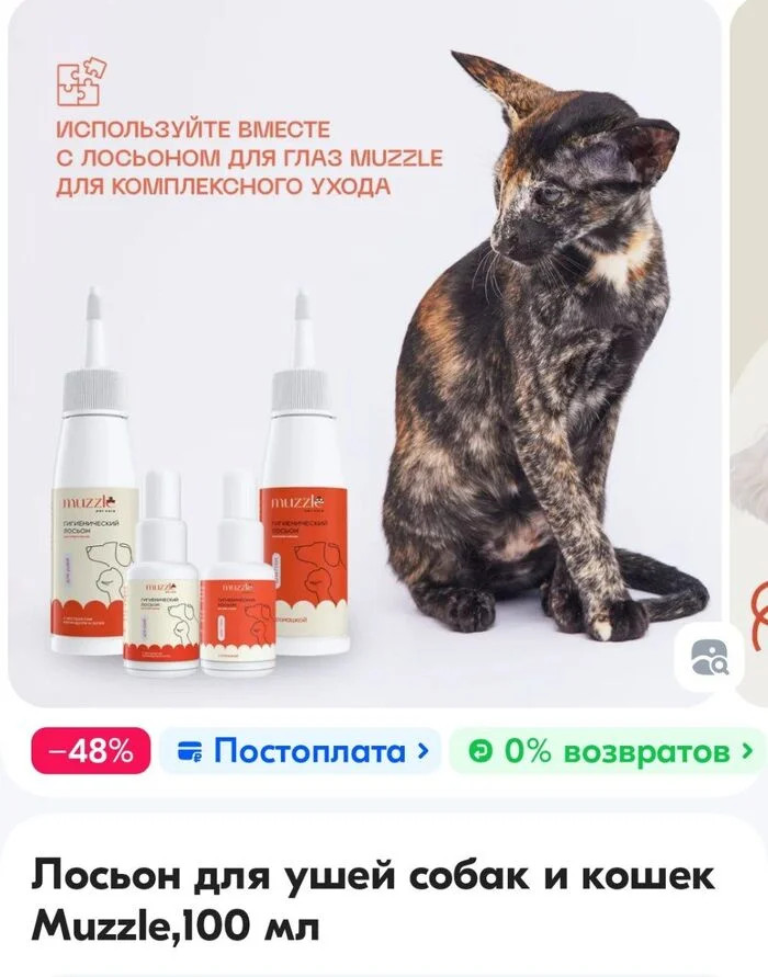 Съёмки - Моё, Абиссинская кошка, Котята, Малые кошки, Кот, Ориентальные кошки, Длиннопост