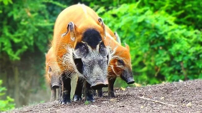 Common bush pigs cause 50 million dollars in damage to the people of Africa every year! - Pig, Africa, Animals, Wild animals, Yandex Zen, Yandex Zen (link), Longpost