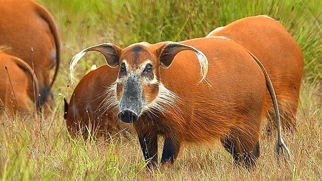 Усатый танк, серьёзный свин.
