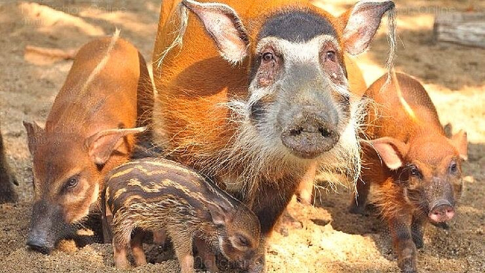 Знакомьтесь, мои маленькие дрожжики.