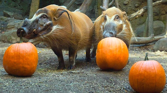 Съел тыкву и уже повесили на меня 50 лямов убытков...