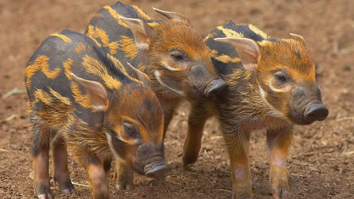 Когда мы вырастем, мы хотим съесть все запасы глупых человеков!