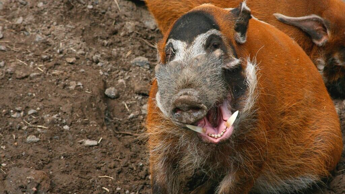 А вот так выглядит лицо человеков, когда я съедаю всю его кукурузу.