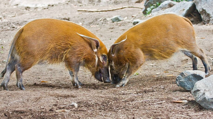 Парень, пока я тут свинов молотил ты ещё в пелёнки гадил!
