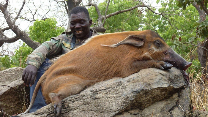 Редкий момент, когда кистеухая свинья доставляет положительные эмоции.
