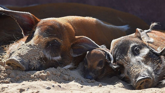 Спите спокойно.