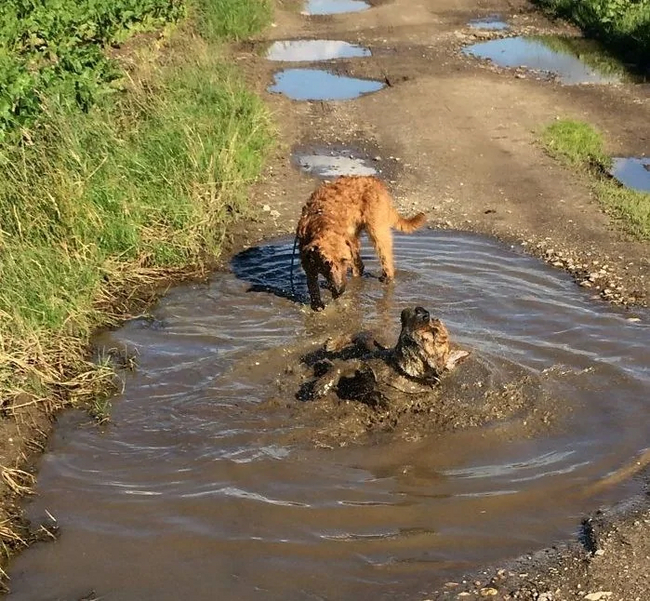 The heroes who decided to roll around in a puddle and helped create incredibly positive images - Dog, Puddle, Dirt, Bathing, Water, The photo, Animals, Fishkinet, Longpost