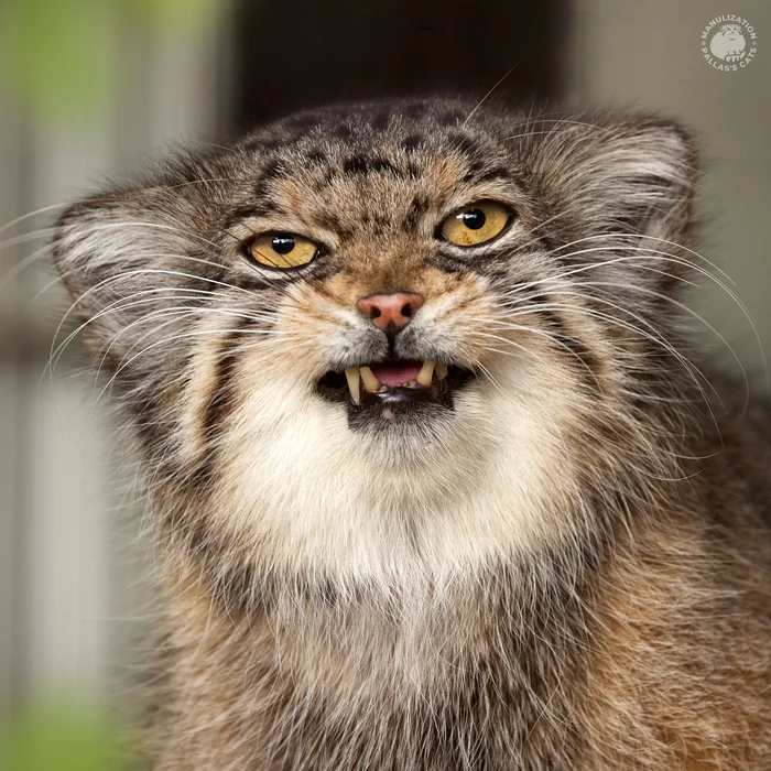 A terrible greeting to all from the most formidable Honey! - My, Pallas' cat, cat, Cat family, Zoo, Japan, Predatory animals, Small cats