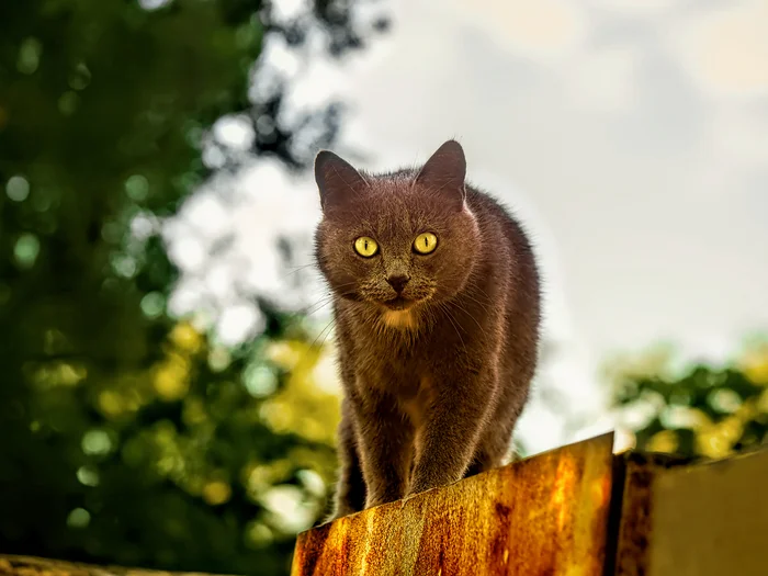 Крымский вечерний - Моё, Фотография, Canon, Уличная фотография, Прогулка по городу, Кот, Фотоманипуляции, Крым, Евпатория, Вечер, Начинающий фотограф