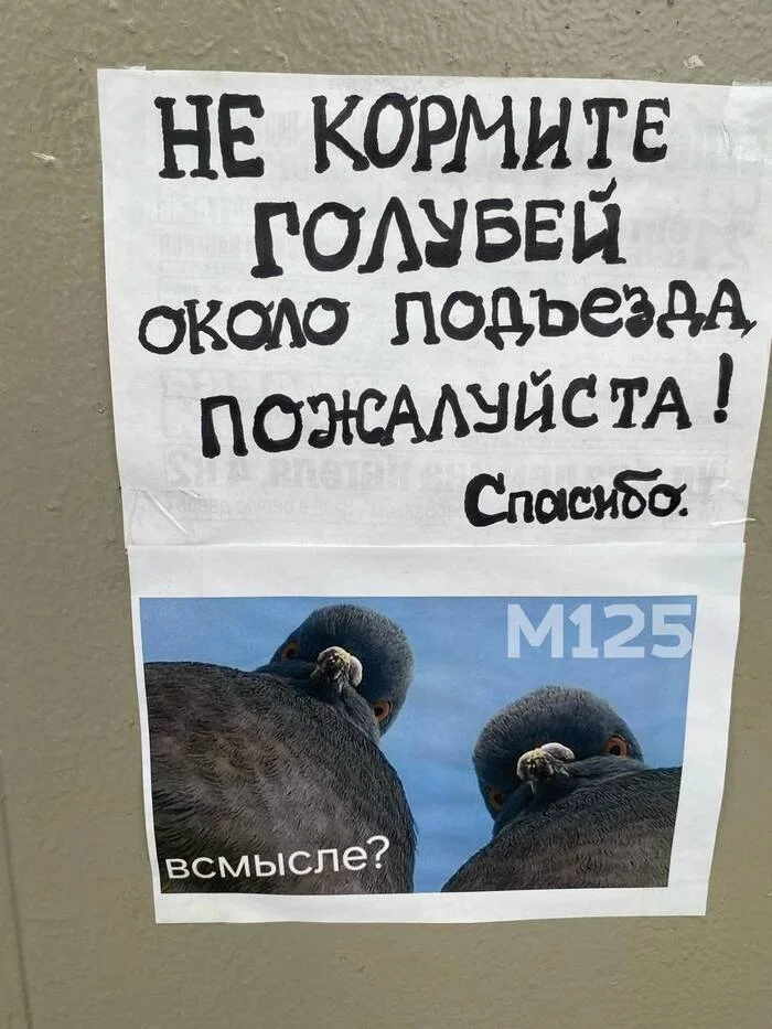 Residents of Moscow's Chertanovo have made public their correspondence with pigeons - My, Moscow, Humor, The photo, Mobile photography, Neighbours, Troubled neighbors, Pigeon, Birds, Correspondence, Announcement, Laughter (reaction), House, Lodging, Kindness, People, Good people, Entrance, Animal feed, Feeding