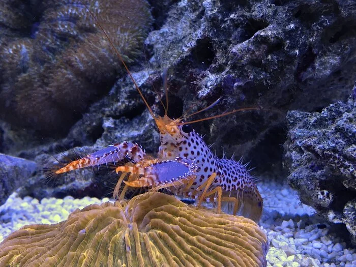 Reef Lobster - My, Nauchpop, Biology, Aquarium, Coral, Shrimps