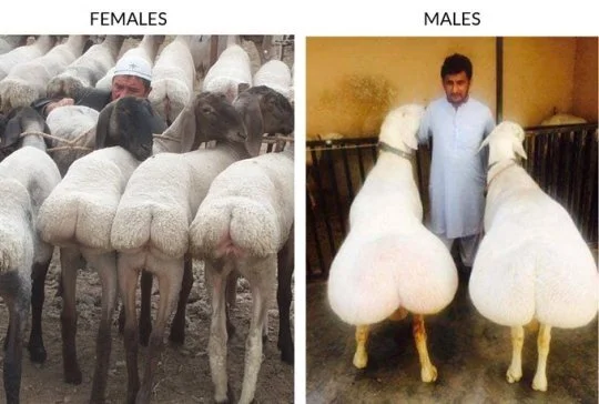 Sheep farming. Meet fat-tailed sheep breeds. Or a little about stereotypes - Sheep, Kurdyuk, Humor, Sarcasm