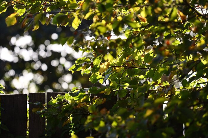 Осенью веет