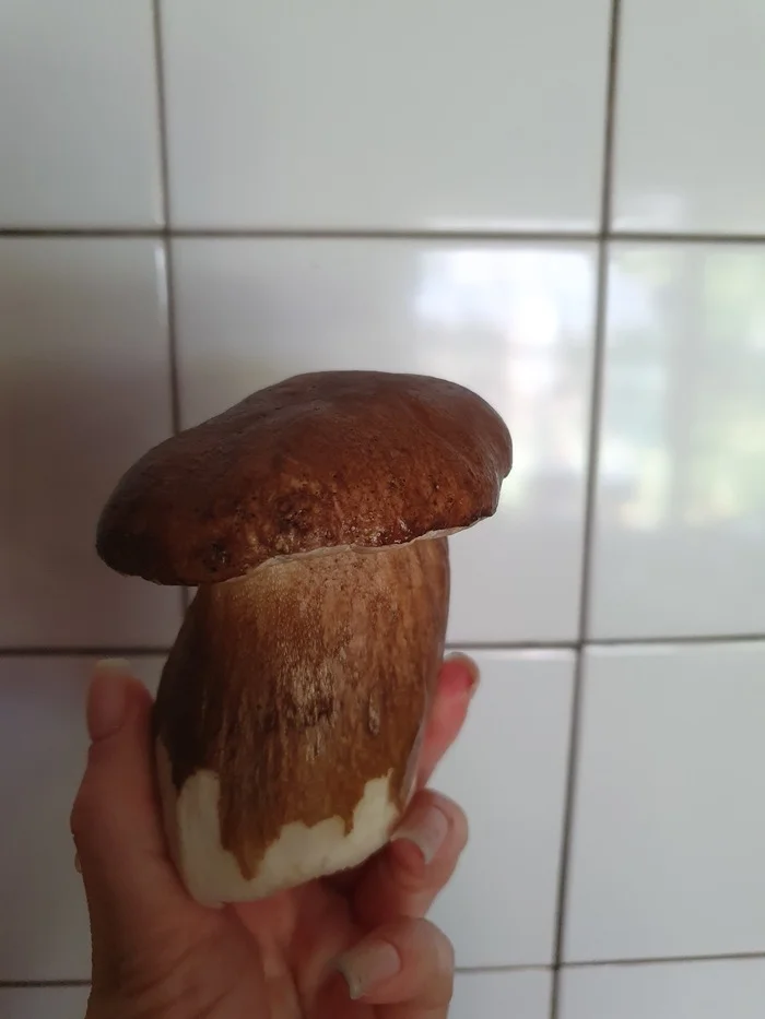 King mushroom - My, Mushrooms, Borovik, Silent hunt, Macro photography, Autumn, The photo