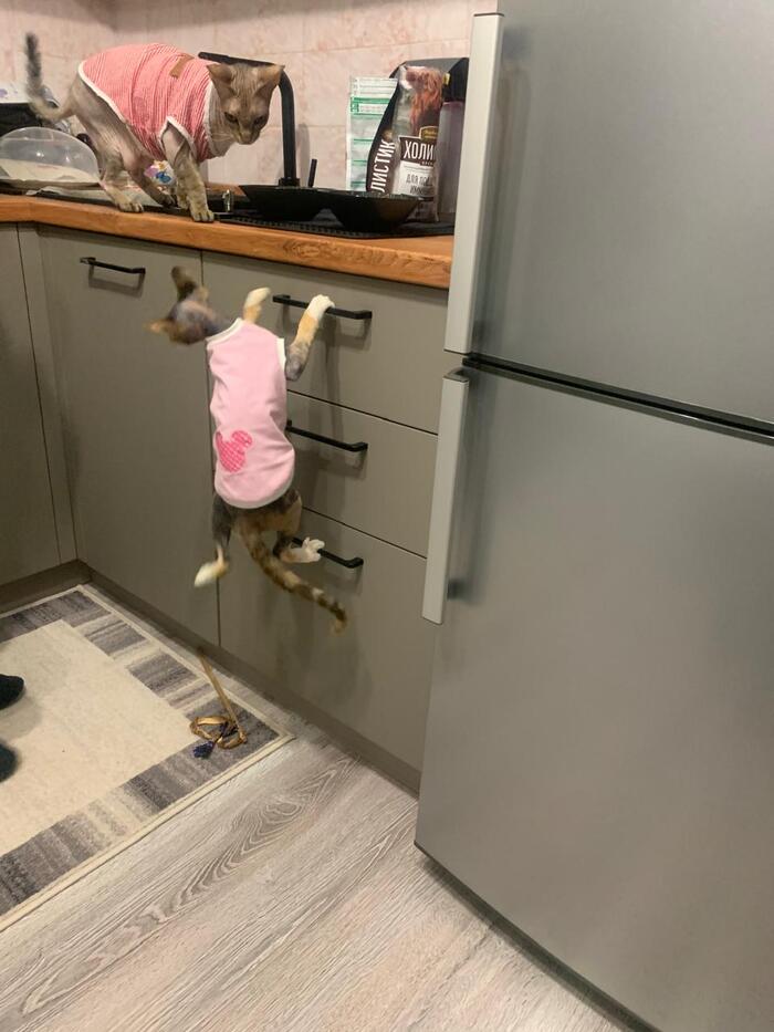 ������-���, ����������� �������������