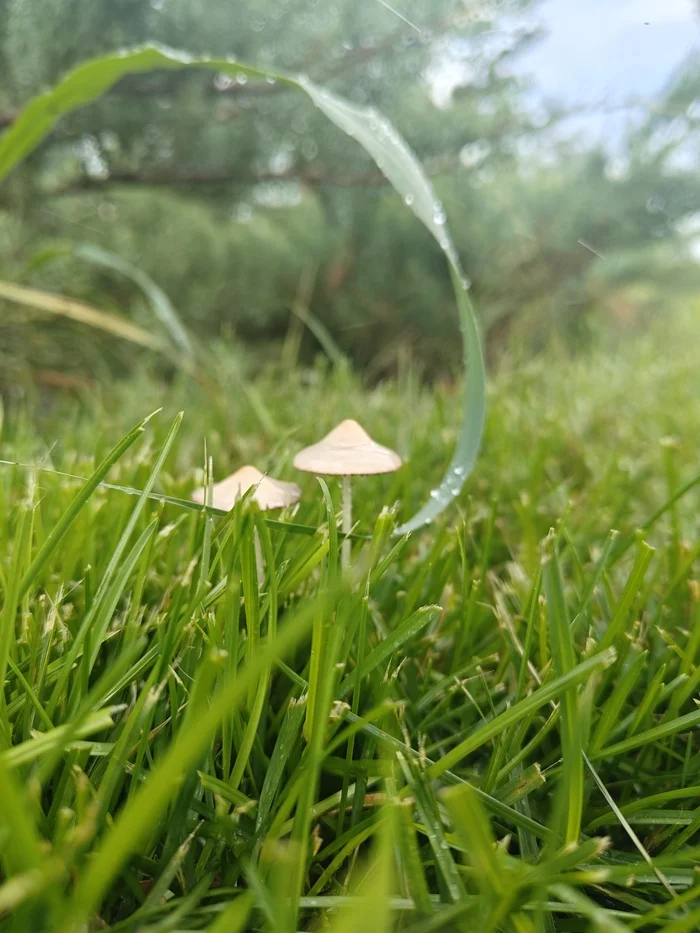 Morning dew) - My, Walk, Mobile photography, Mushrooms, Dew, Grass, The park, Autumn