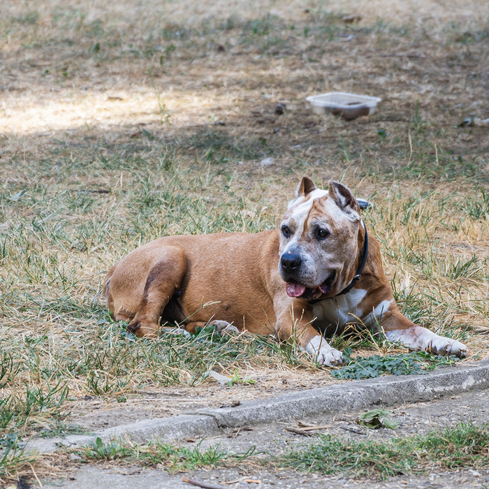 Собаки на улице 38