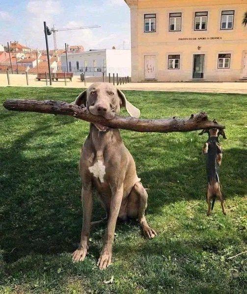 Chief and Deputy - Dog, Stick, Big and small, Kus, Pair