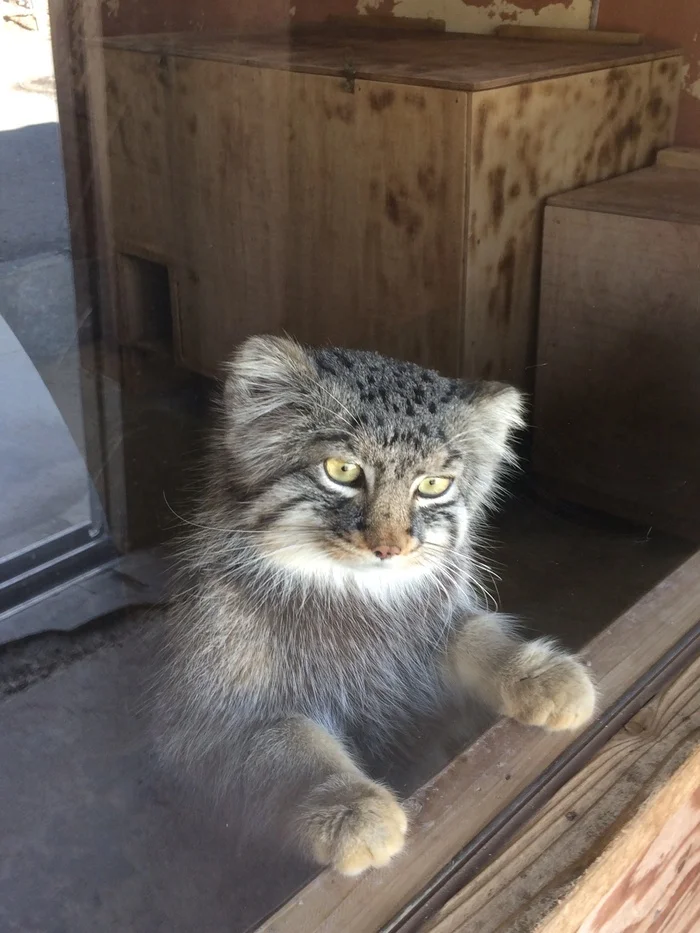 Where is the third lunch? - Wild animals, Zoo, Predatory animals, Cat family, Pallas' cat, Small cats