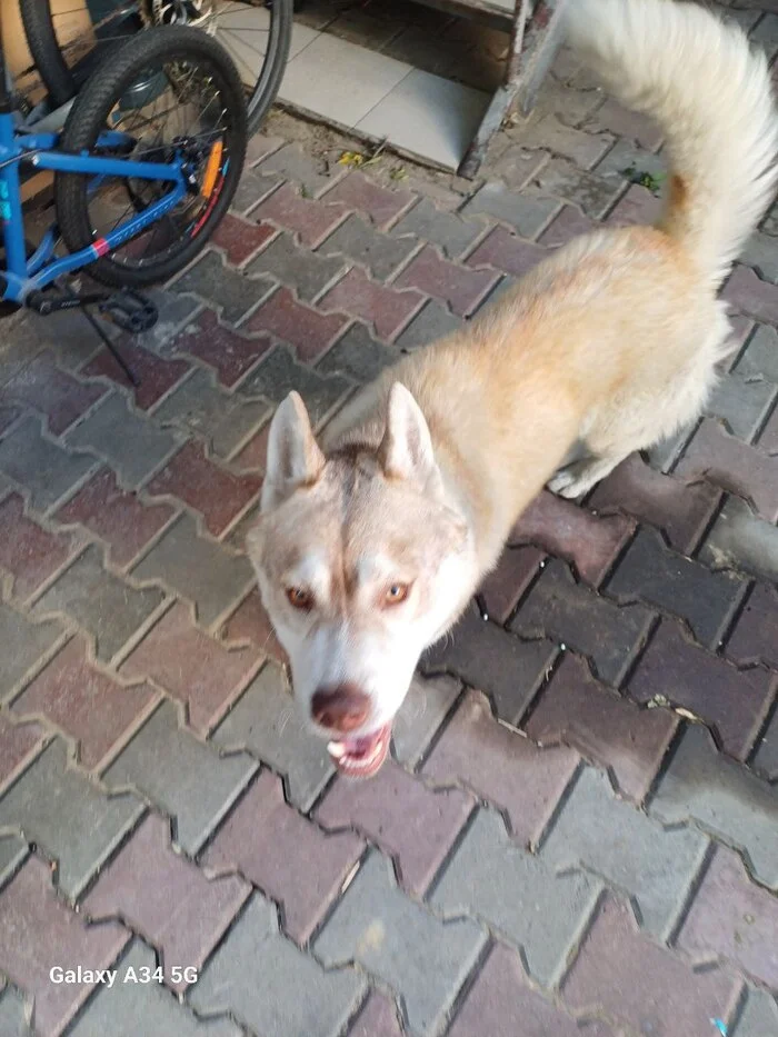 Dog Found. Rostov-on-Don - The dog is missing, Dog, Found a dog, Rostov-on-Don, No rating, Help, The strength of the Peekaboo, Lost, Good league, Longpost