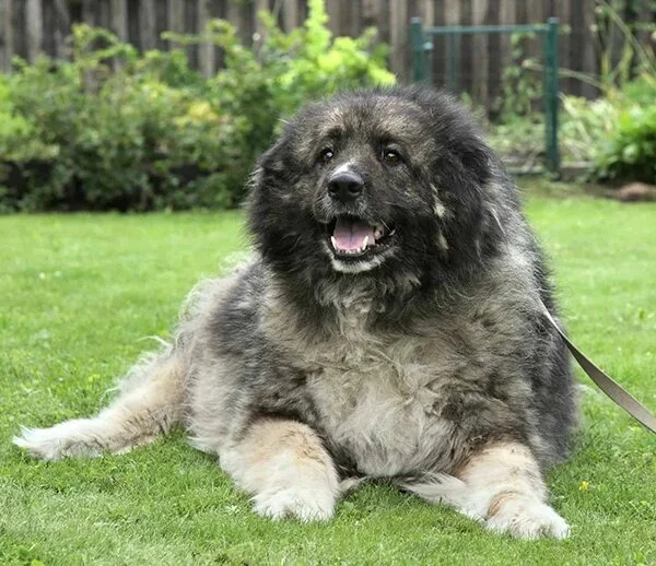 A story about a Caucasian... with two spines? - My, Situation, Humor, Dog, Care, Fate, Doctors, Spring, Pets, Vet clinic, Kindness, Надежда, The rescue, Happiness, Caucasian Shepherd Dog, Longpost