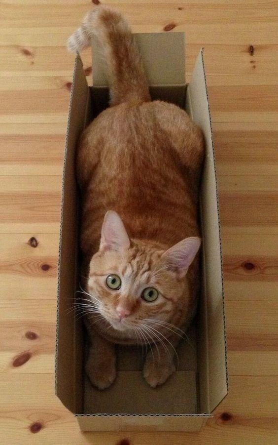 Cat + box = Perfect combination - The photo, cat, Animals, Pets, Box, Humor, Longpost