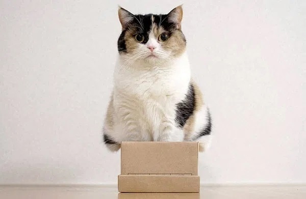 Cat + box = Perfect combination - The photo, cat, Animals, Pets, Box, Humor, Longpost