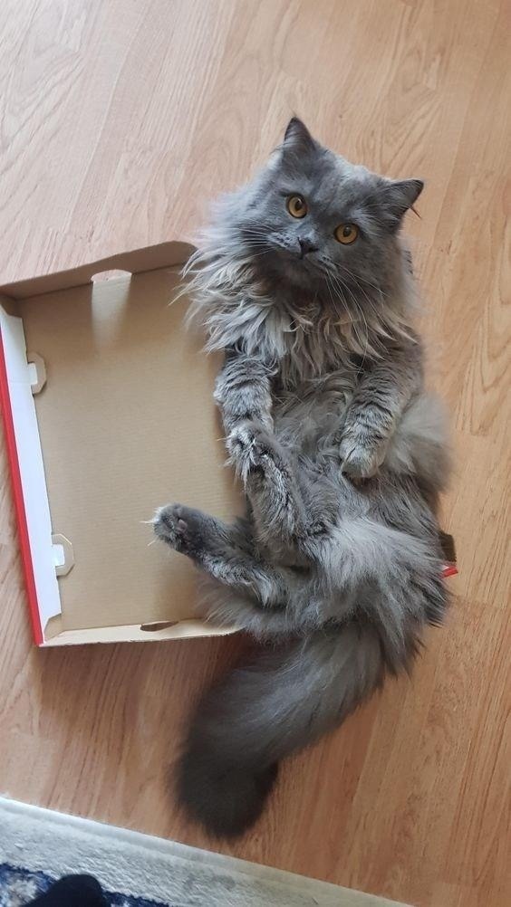 Cat + box = Perfect combination - The photo, cat, Animals, Pets, Box, Humor, Longpost