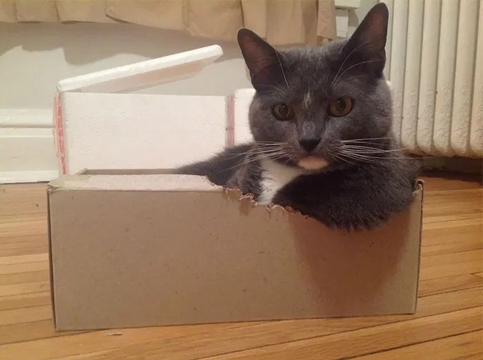 Cat + box = Perfect combination - The photo, cat, Animals, Pets, Box, Humor, Longpost