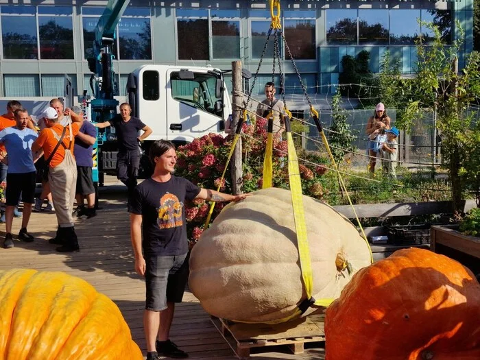 I grew the heaviest pumpkin in Russia - My, Vegetables, Gardening, Garden, Plants, Garden, Big size, Longpost, Pumpkin, Giants