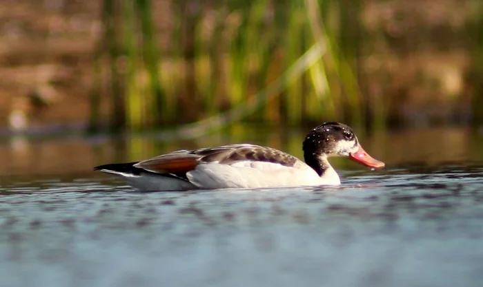 A bird that nests in fox holes has been spotted in St. Petersburg - My, The nature of Russia, Saint Petersburg, shelducks, wildlife, Each creature has a pair, Pavel Glazkov, Video, Video VK, Longpost