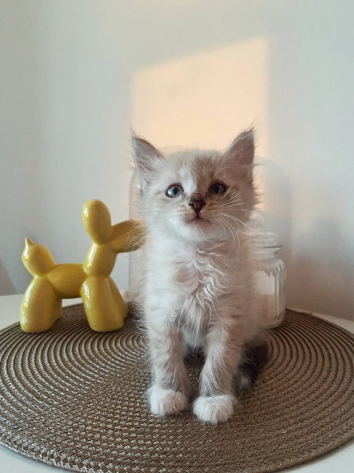 A little fluffy miracle is looking for a home. Moscow - Homeless animals, In good hands, Kittens, Veterinary, cat, Cat lovers, Overexposure, Lost, Fluffy, Volunteering, Good league, Shelter, Pet the cat, Longpost