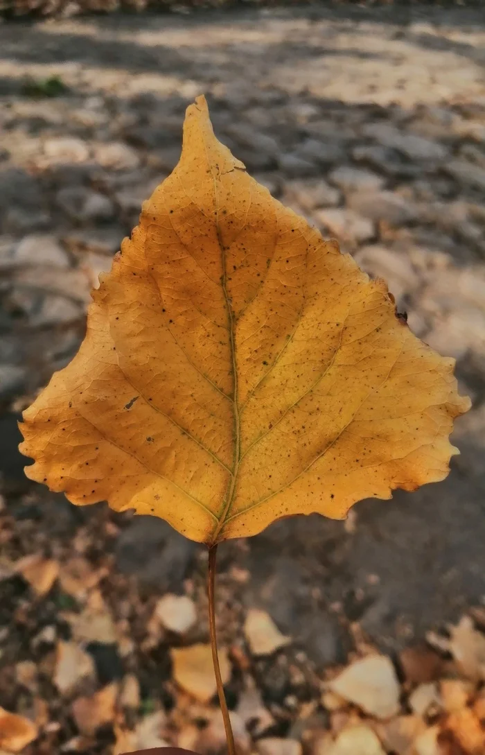 Autumn. September - My, Autumn, September, Sky, Sheet, Autumn leaves, Leaves, Clouds, Apples, Longpost