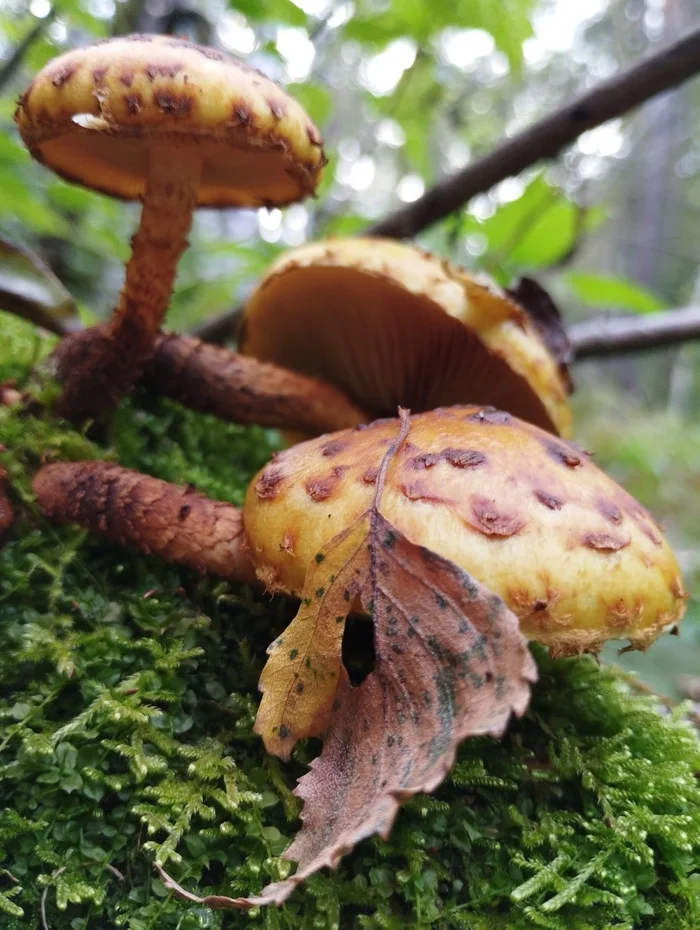 Golden scaly cap or toadstool? Please tell me - My, Mushrooms, Mushroom pickers, Longpost, Need advice, The photo