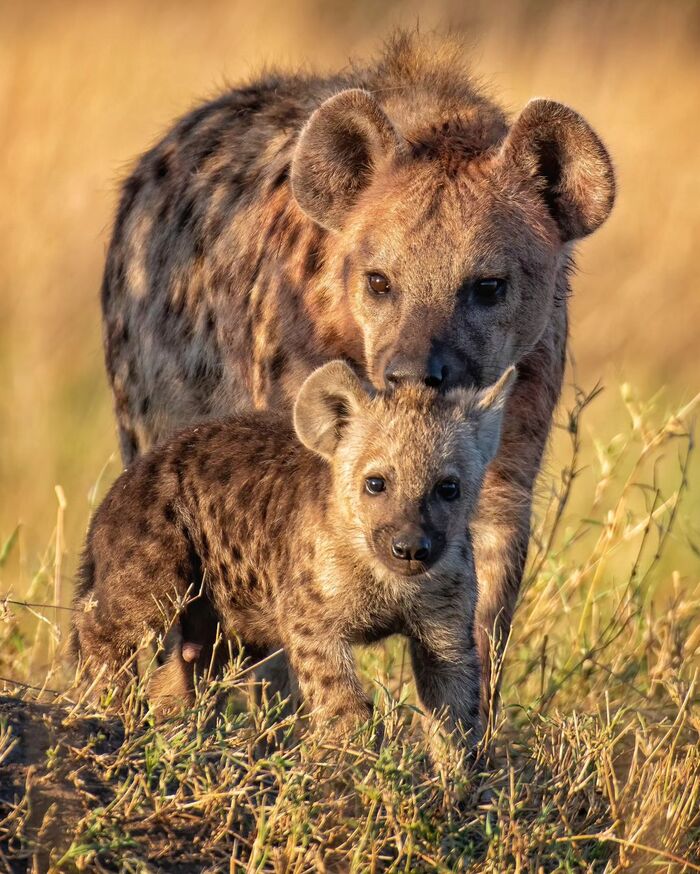 It doesn't matter who is in front of you, it matters who is behind you - Young, Hyena, Spotted Hyena, Predatory animals, Wild animals, wildlife, Africa, The photo